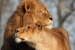 big, Cats, Lions, Two, Animals, Lion, Love