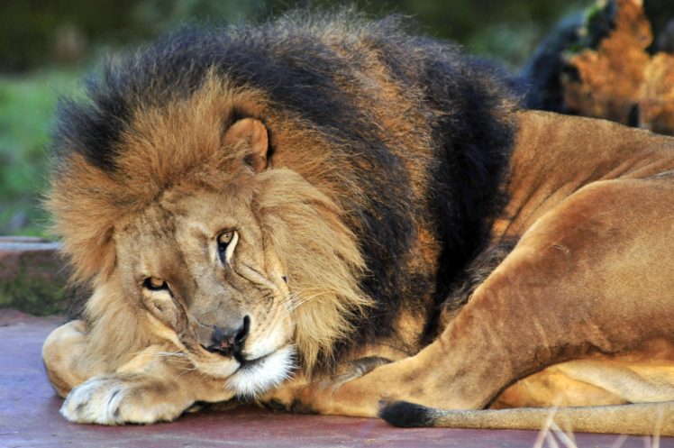big, Cats, Lions, Glance, Animals, Lion, Predator HD Wallpaper Desktop Background