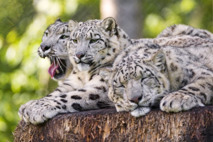 big, Cats, Snow, Leopards, Three, 3, Sleep, Animals, Leopard HD Wallpaper Desktop Background