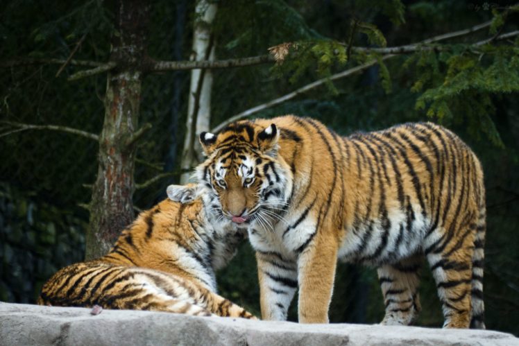 big, Cats, Tigers, Two, Animals, Tiger HD Wallpaper Desktop Background