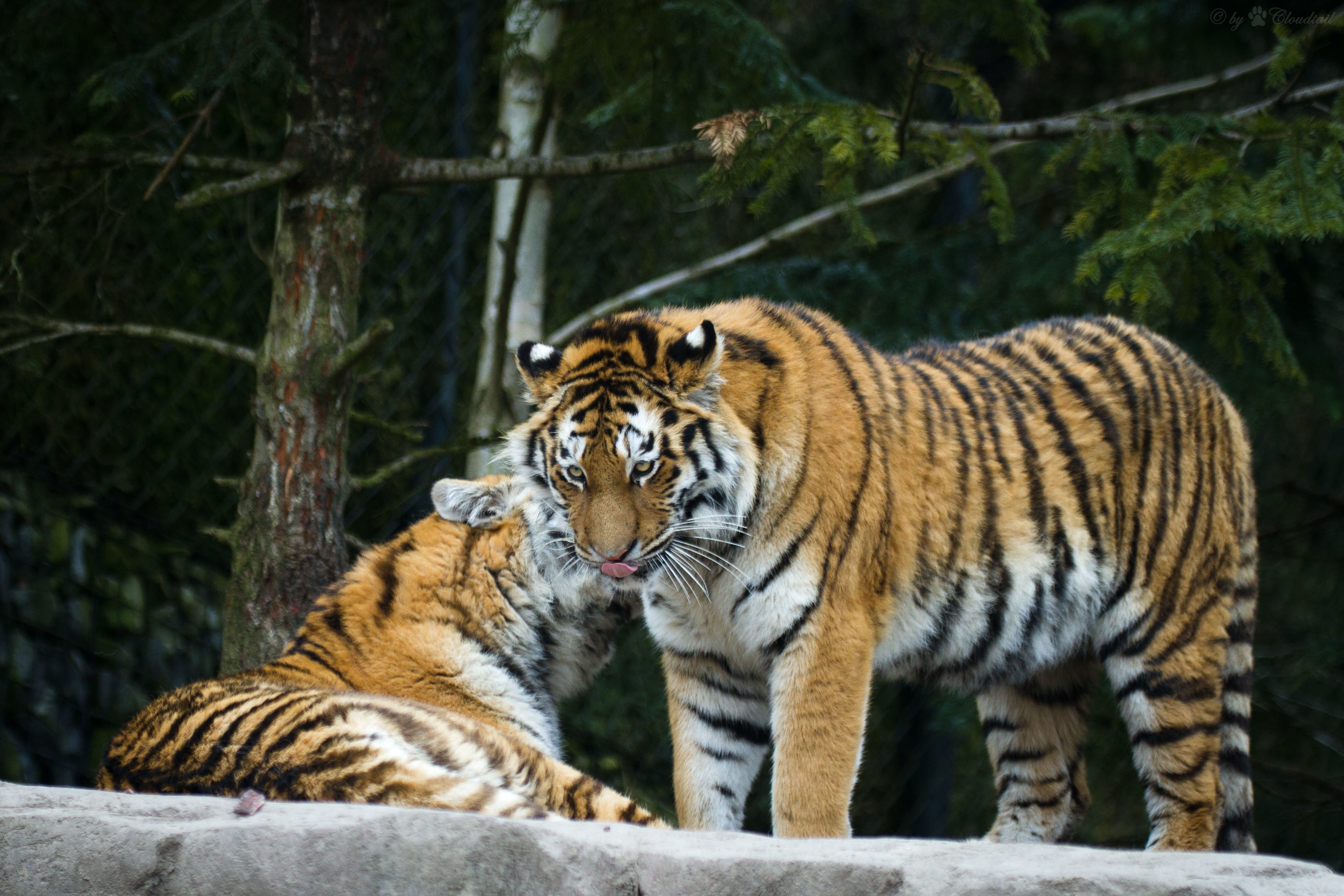 big, Cats, Tigers, Two, Animals, Tiger Wallpaper