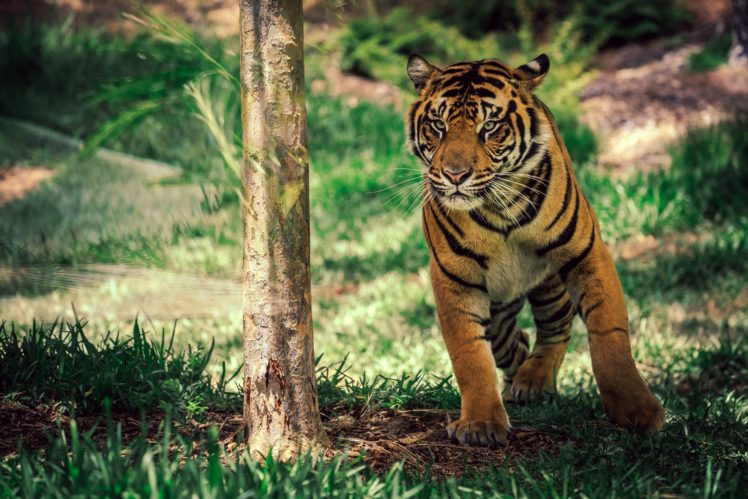 big, Cats, Tigers, Trunk, Tree, Grass, Animals, Tiger HD Wallpaper Desktop Background