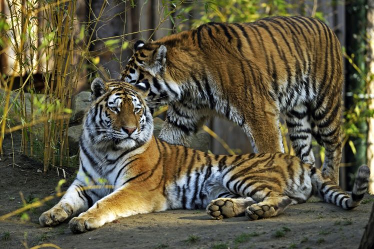 big, Cats, Tigers, Two, Animals, Tiger HD Wallpaper Desktop Background