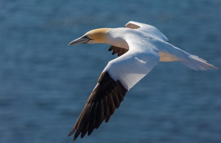 birds, Gull, Flight, Animals, Seagull HD Wallpaper Desktop Background