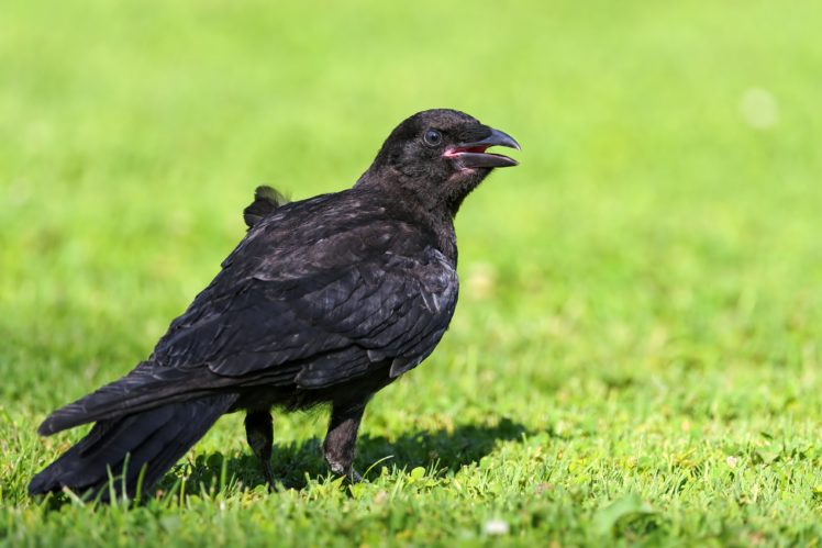 birds, Crows, Animals, Crow HD Wallpaper Desktop Background