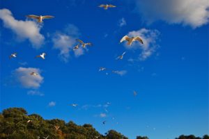 birds, Gull, Sky, Flight, Animals, Seagull, Bokeh, Flight