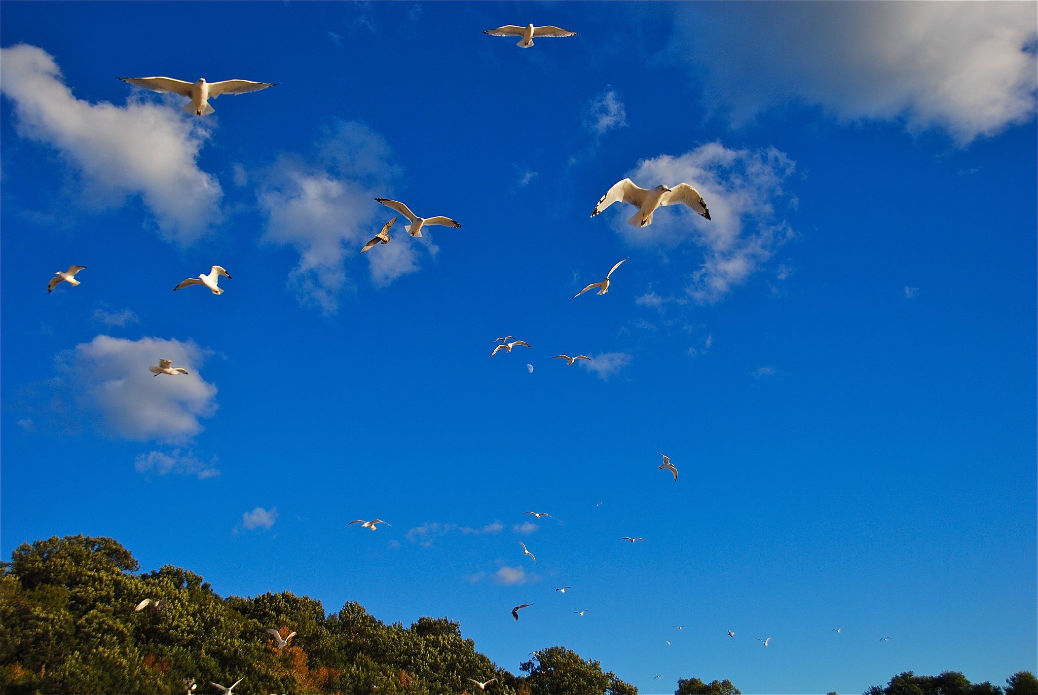 birds, Gull, Sky, Flight, Animals, Seagull, Bokeh, Flight Wallpaper