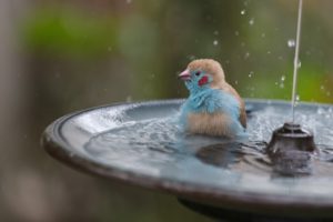 birds, Water, Spray, Animals, Drops, Bath