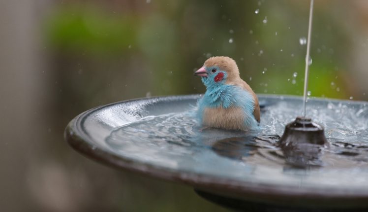 birds, Water, Spray, Animals, Drops, Bath HD Wallpaper Desktop Background