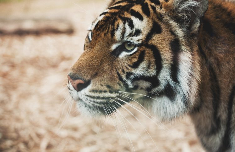 big, Cats, Tigers, Closeup, Snout, Glance, Animals, Tiger HD Wallpaper Desktop Background