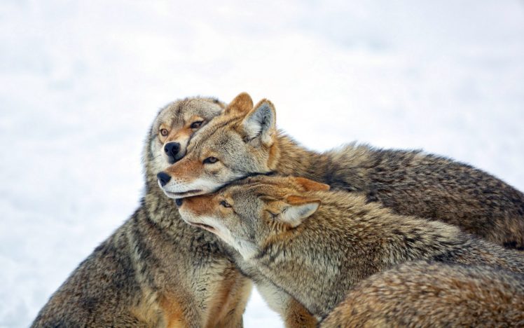 coyote, Winter, Mood HD Wallpaper Desktop Background