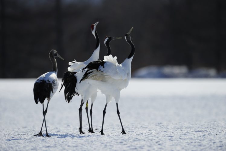 crane, Animals, Heron, Winter, Flock, Dancing, Dance HD Wallpaper Desktop Background