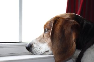 dog, Beagle, Window, Mood