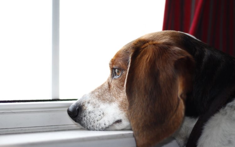 dog, Beagle, Window, Mood HD Wallpaper Desktop Background