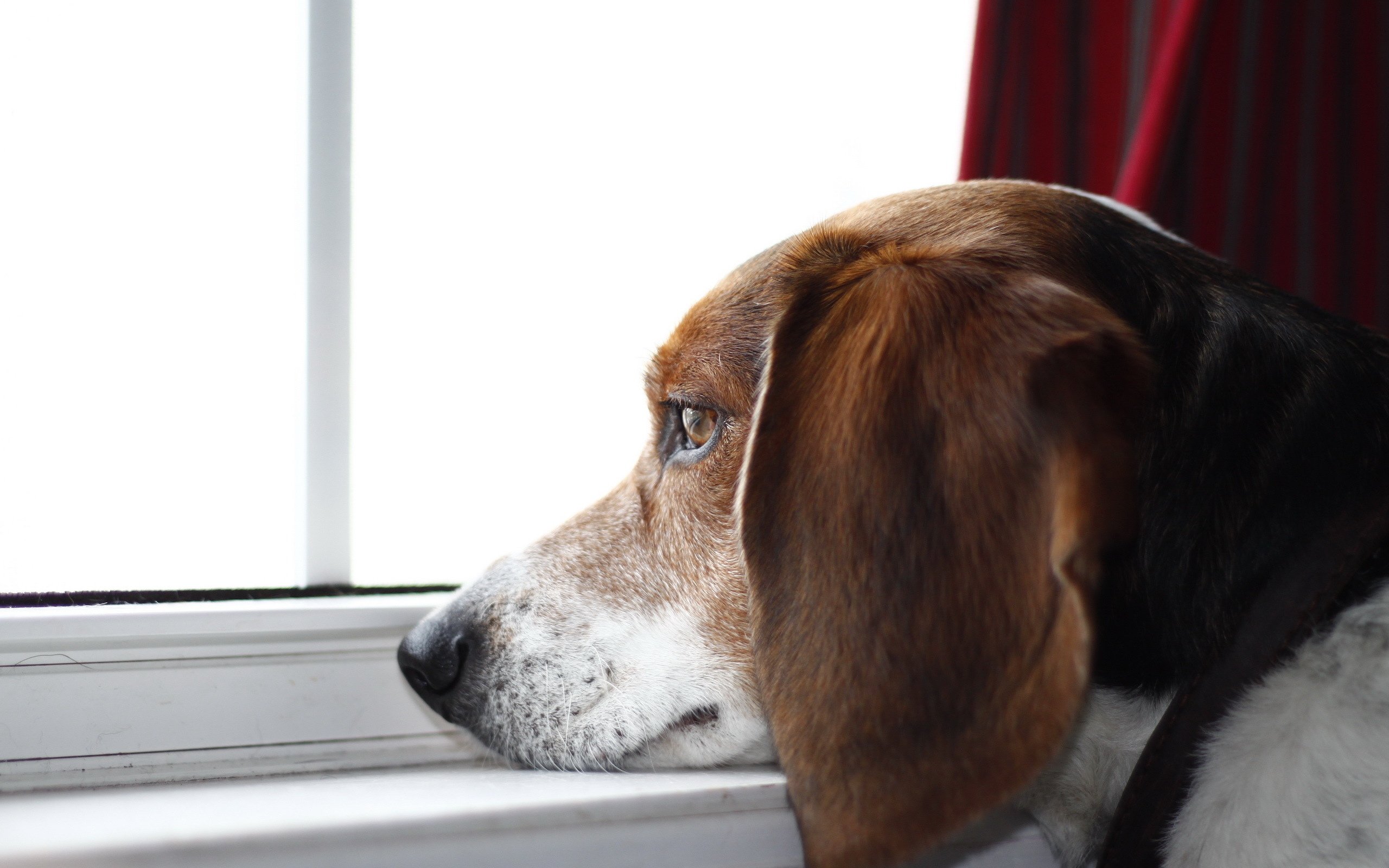 dog, Beagle, Window, Mood Wallpapers HD / Desktop and Mobile Backgrounds