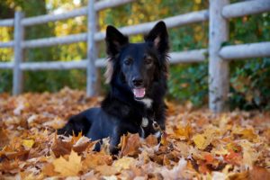 dog, Friend, View, Autumn