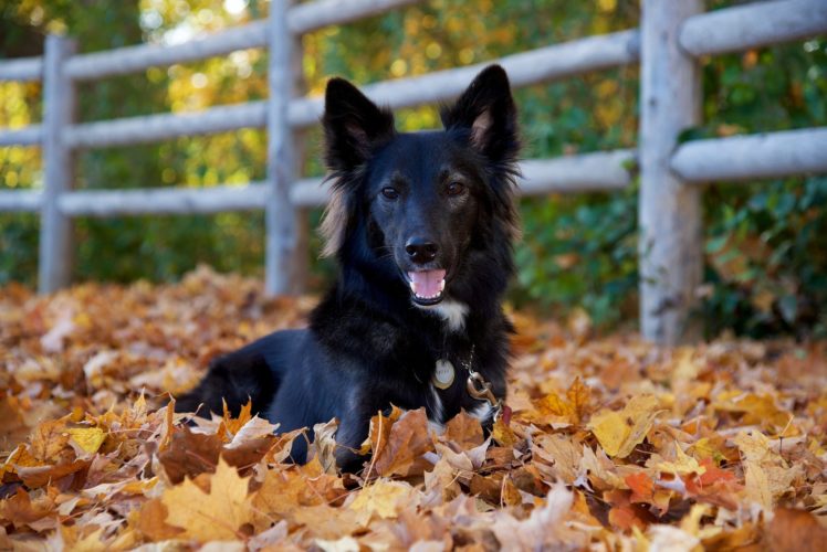 dog, Friend, View, Autumn HD Wallpaper Desktop Background