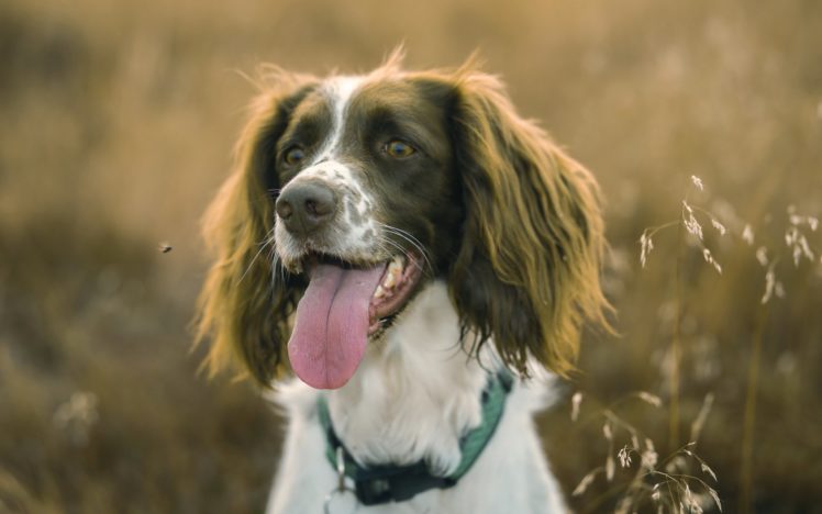 dogs, Cavalier, King, Charles, Spaniel, Glance, Animals HD Wallpaper Desktop Background