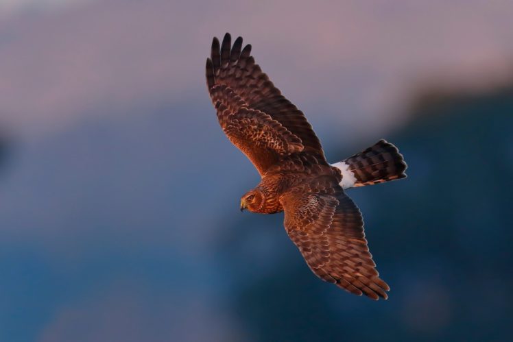 falcon, Birds, Flying, Animals, Predator HD Wallpaper Desktop Background