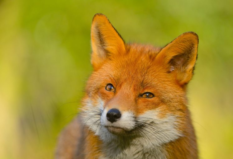fox, Foxes HD Wallpaper Desktop Background