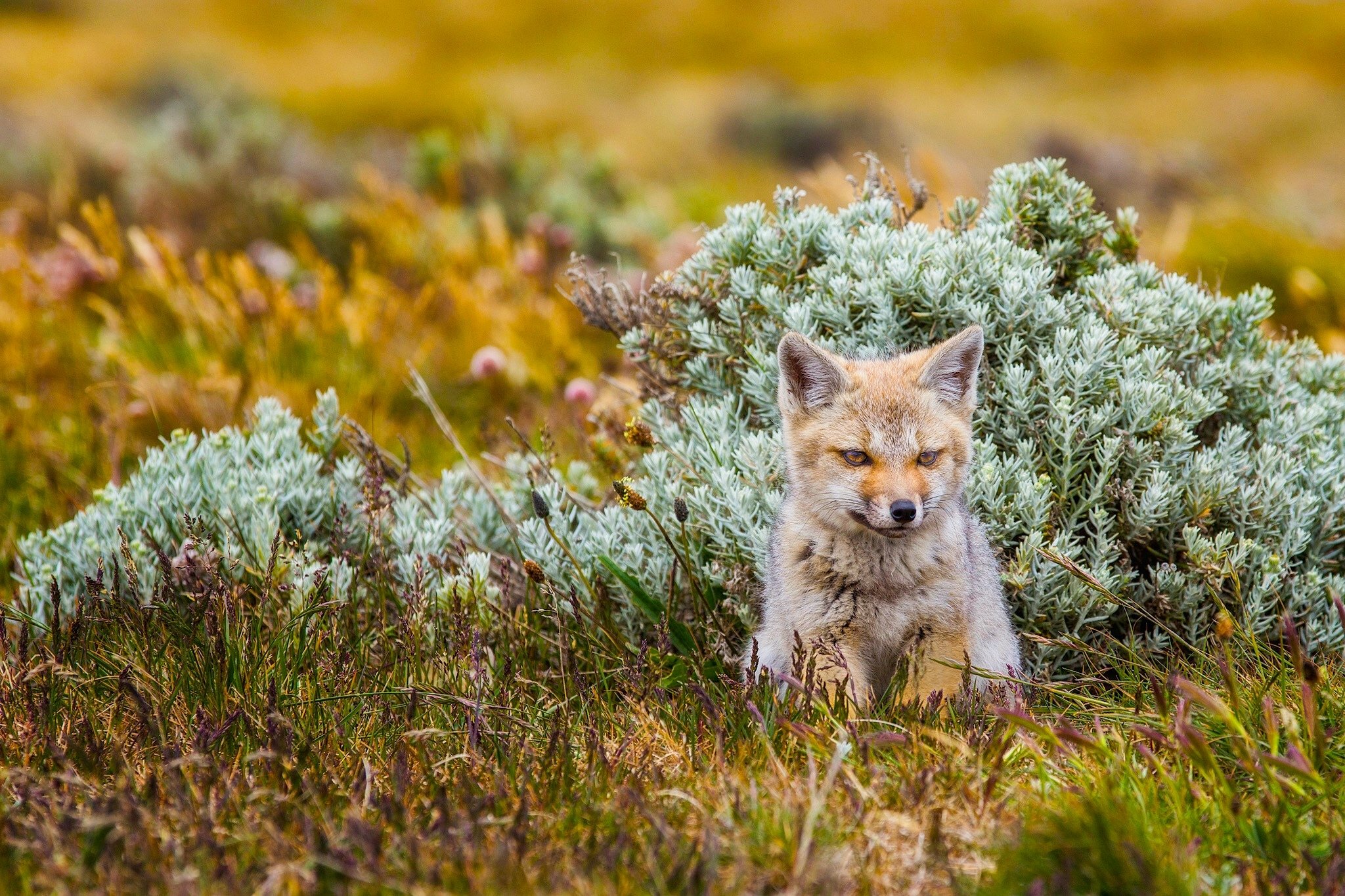 fox, Foxes Wallpaper