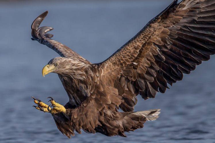 hawk, Birds, Flight, Wings, Animals, Eagle, Predator HD Wallpaper Desktop Background