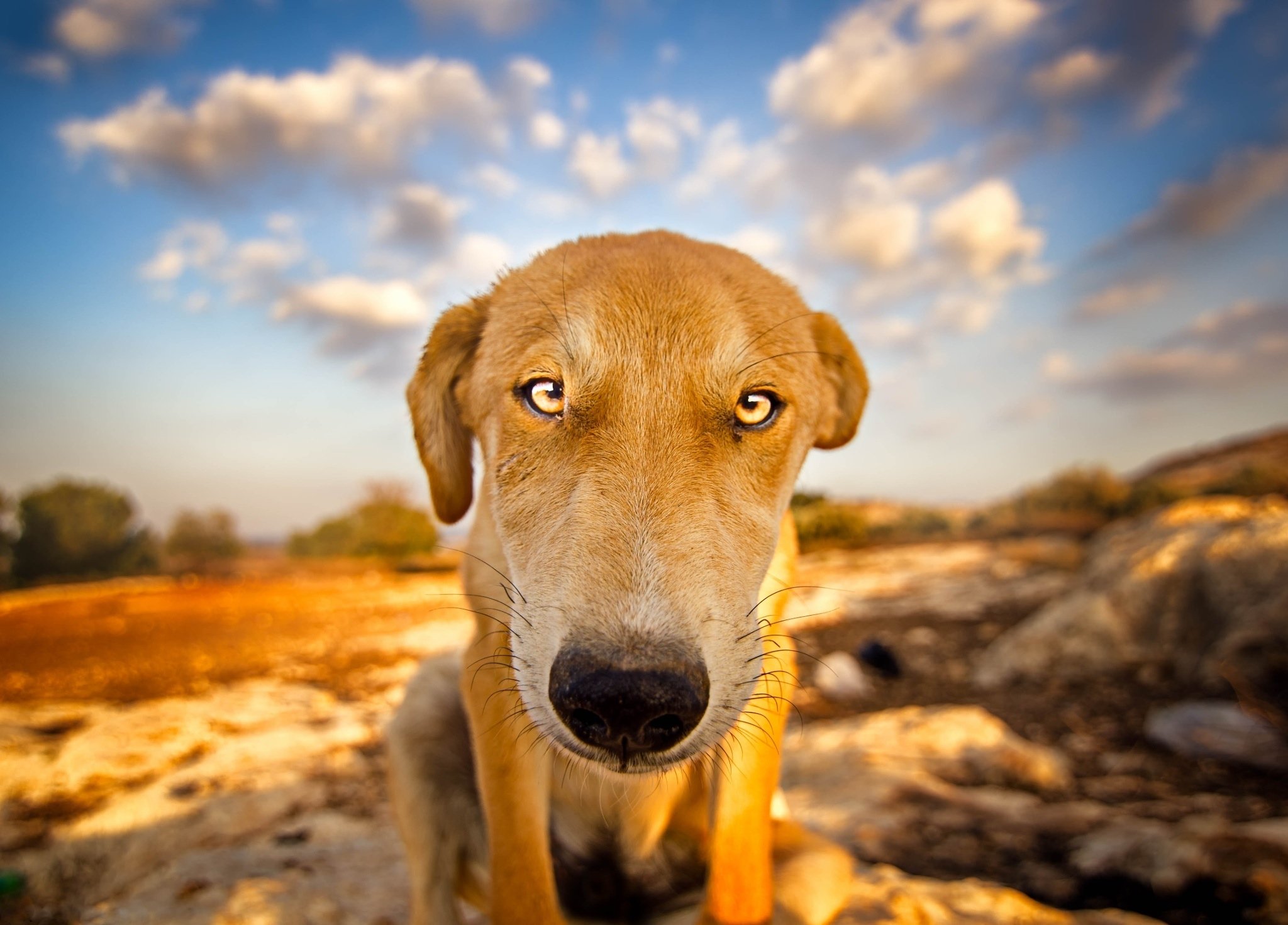 look, Dog, Nature, Eyes, Eye, Face Wallpaper