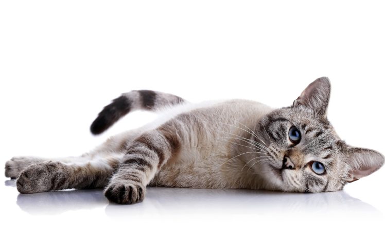 view, Animal, Cat, Background, Lying HD Wallpaper Desktop Background