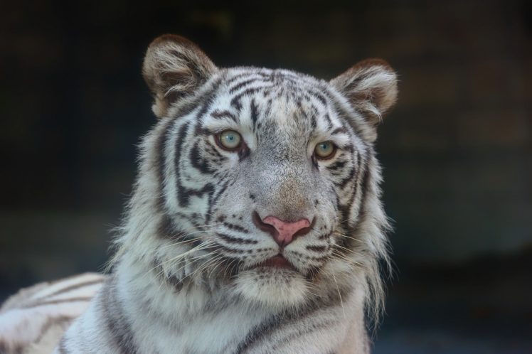 white, Tiger, Tiger, Wild, Cat, Carnivore, Muzzle, Portrait HD Wallpaper Desktop Background