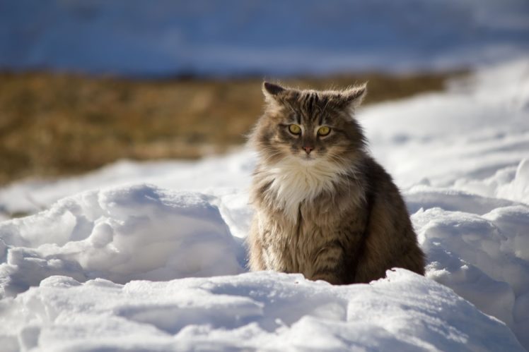 winter, Cat, Snow HD Wallpaper Desktop Background