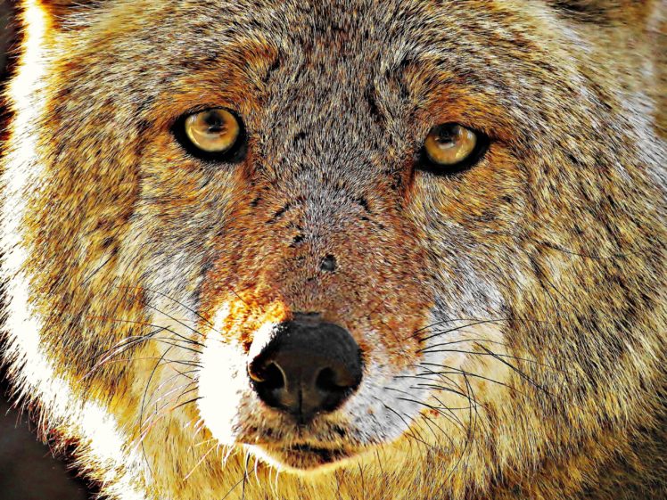 wolf, Predator, Eyes, Snow, Winter, Animals, Wolves HD Wallpaper Desktop Background