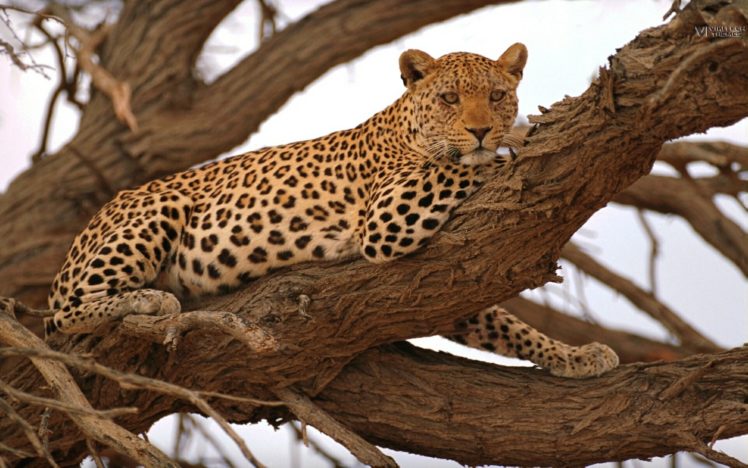 animals, Savage, Safari, African, Wild, Life, Leopard HD Wallpaper Desktop Background