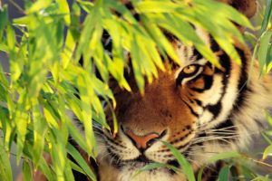 nature, Animals, Tigers