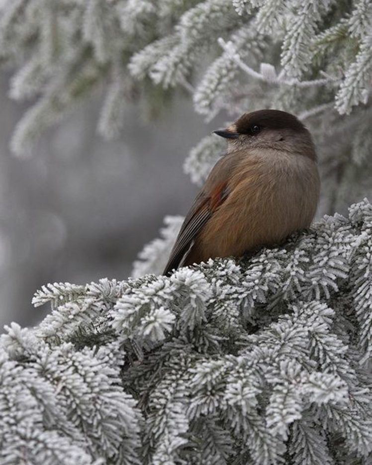bird, Winter, Tree, Snow, Animal, Cute HD Wallpaper Desktop Background