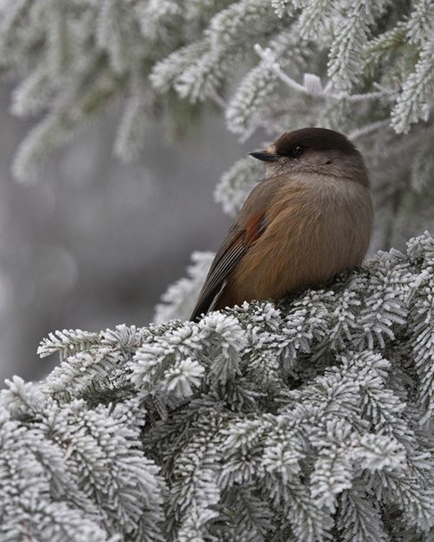bird, Winter, Tree, Snow, Animal, Cute Wallpaper
