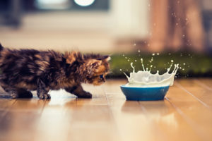 kitty, Milk, Splash