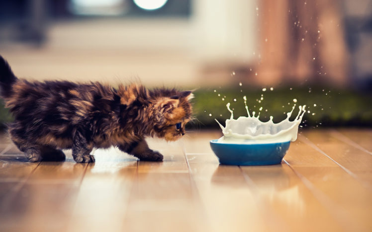 kitty, Milk, Splash HD Wallpaper Desktop Background