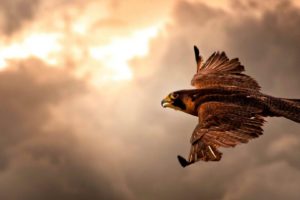 falcon, In, Flight, Free