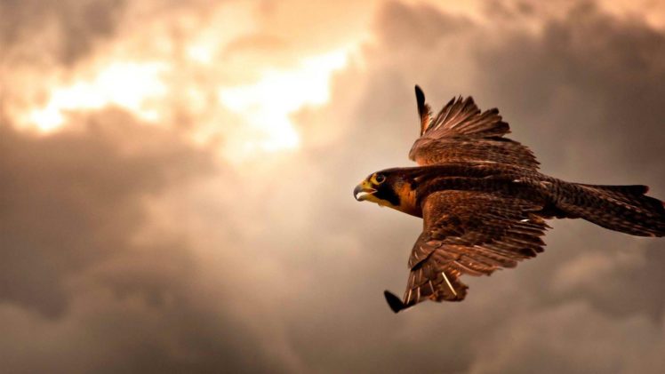 falcon, In, Flight, Free HD Wallpaper Desktop Background