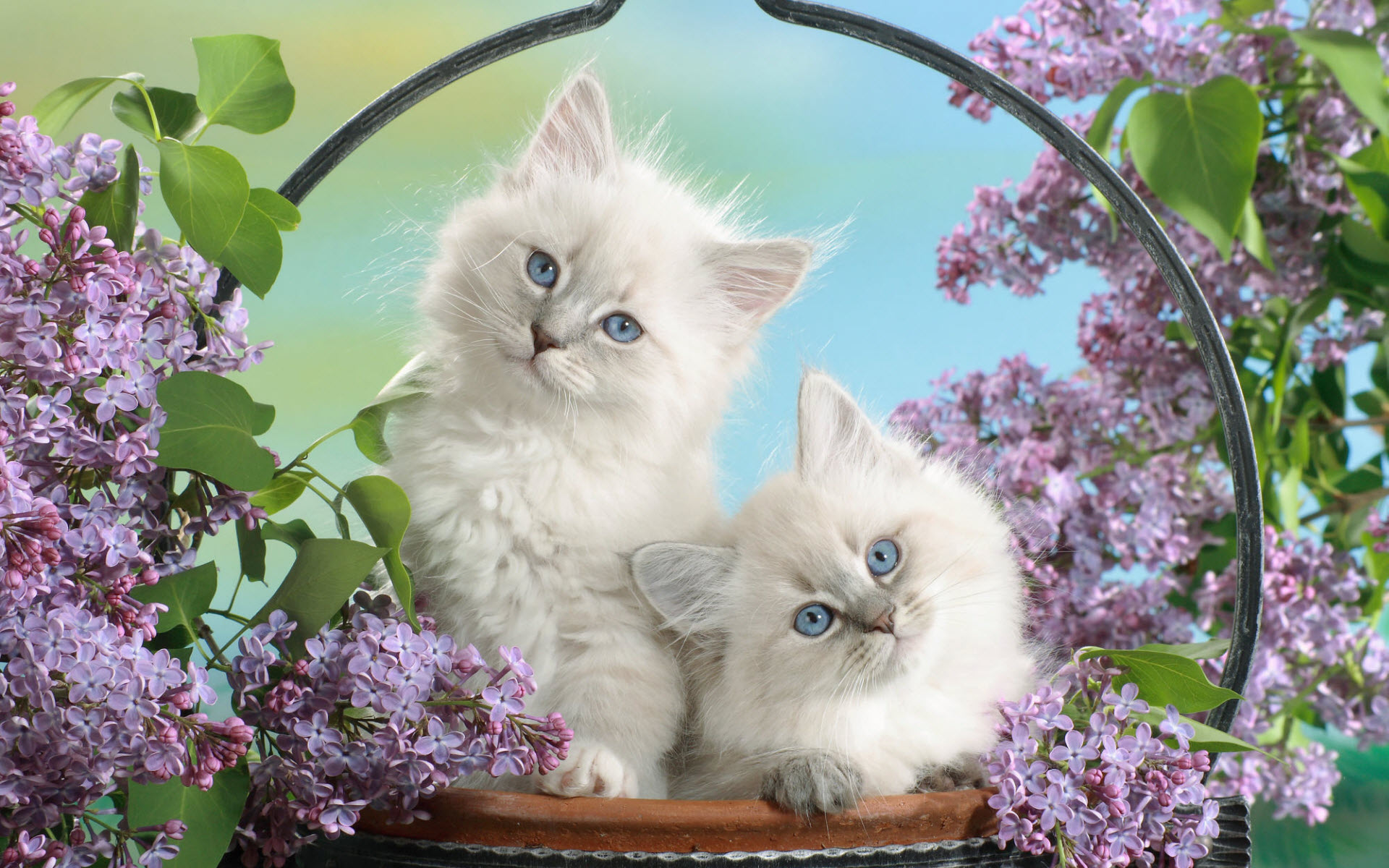 blue, Eyes, And, Blossoms Wallpaper