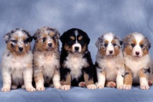 dogs, Puppies, Australian, Shepherds