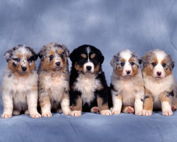 dogs, Puppies, Australian, Shepherds HD Wallpaper Desktop Background
