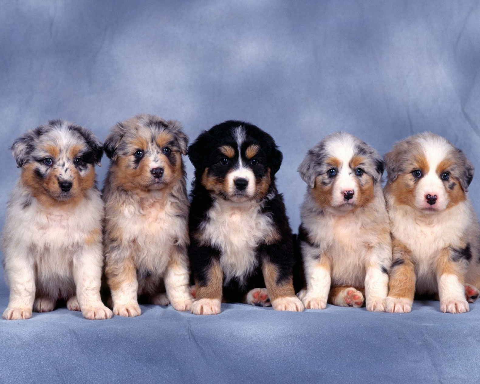 dogs, Puppies, Australian, Shepherds Wallpaper