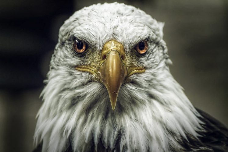 birds, Eagles, Bald, Eagle, Head, Beak, Glance, Animals HD Wallpaper Desktop Background