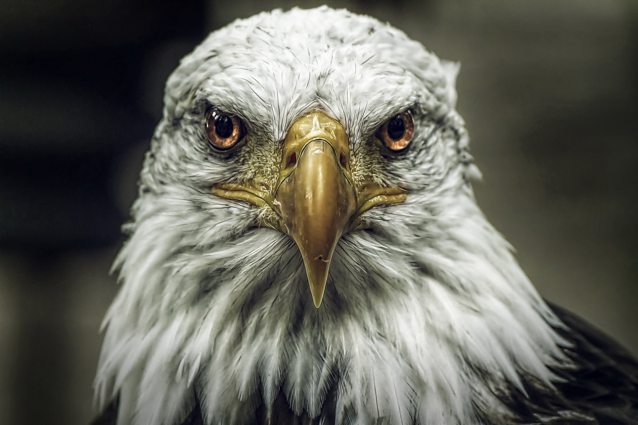 birds, Eagles, Bald, Eagle, Head, Beak, Glance, Animals Wallpaper