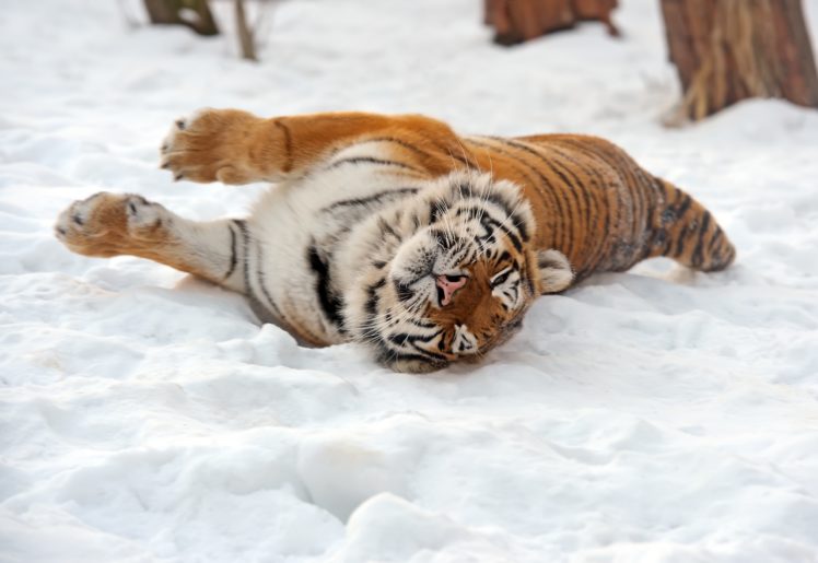 big, Cats, Tiger, Snow, Animals, Winter HD Wallpaper Desktop Background