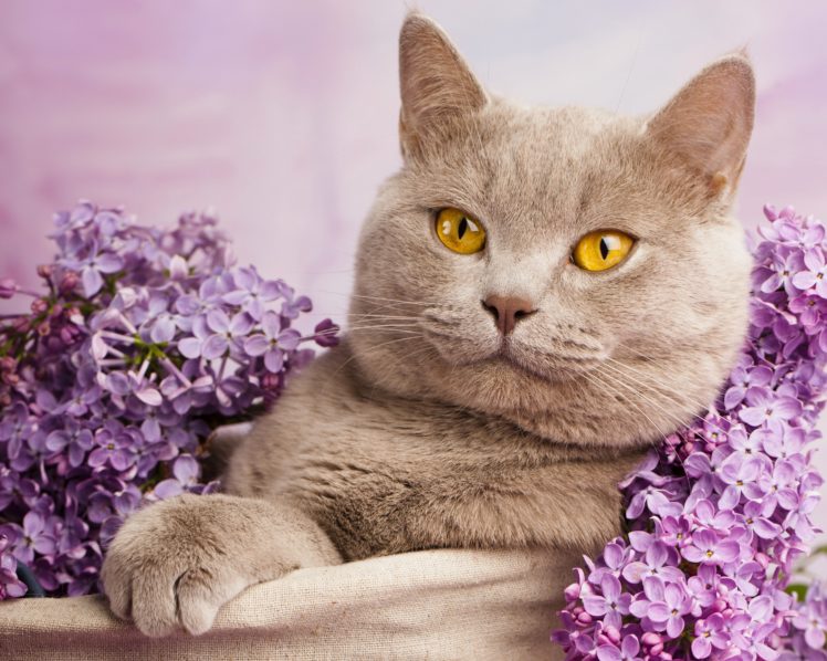 british, Shorthair, Cat, Cat, Lilac, Portrait HD Wallpaper Desktop Background