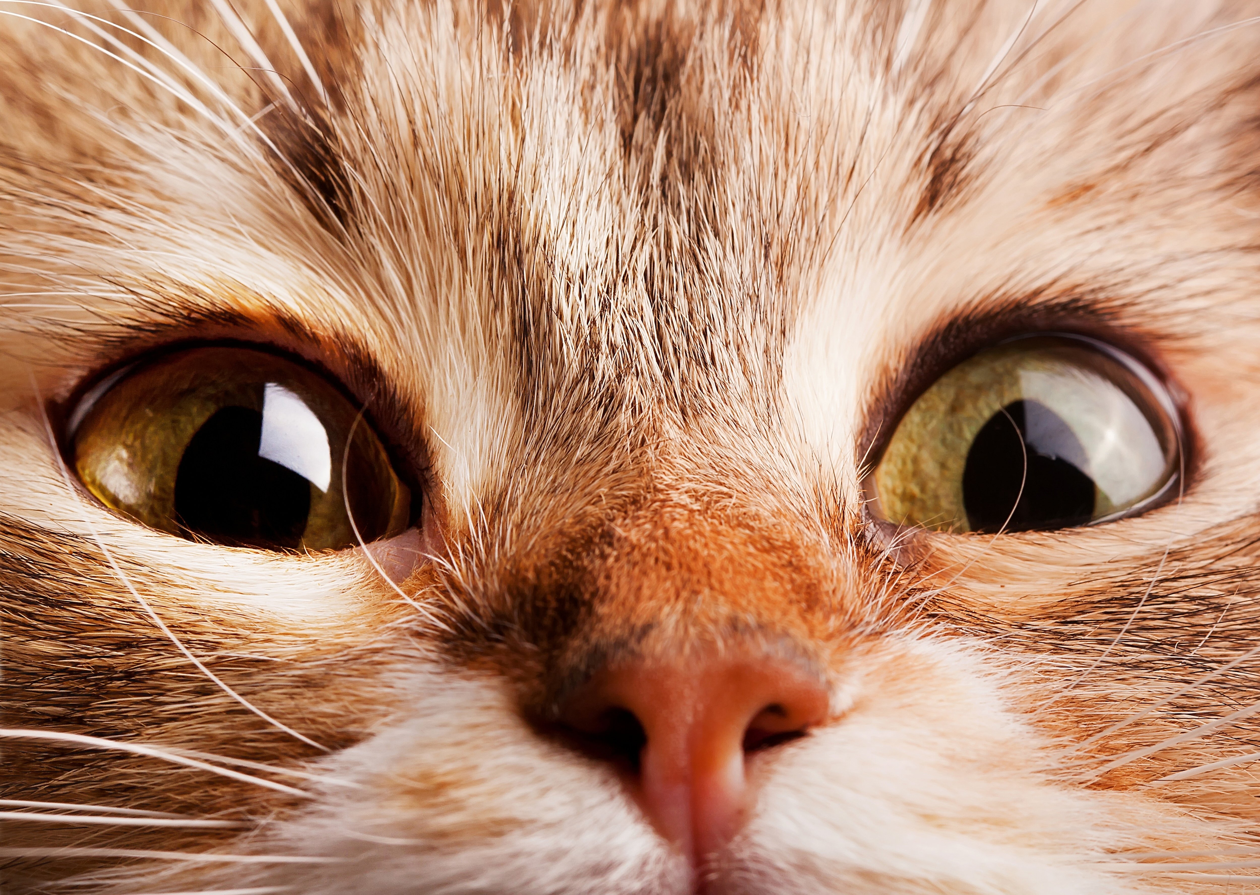 cat, Muzzle, Nose, Eyes Wallpaper