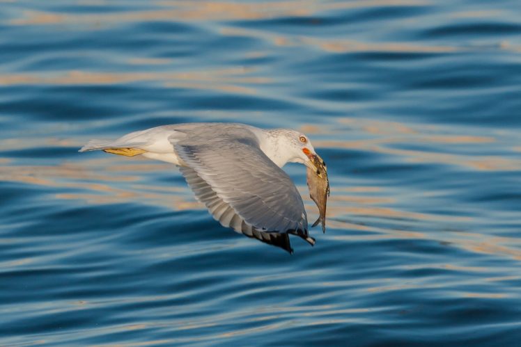 gull, Fish, Water, Flight, Animals, Seagull HD Wallpaper Desktop Background