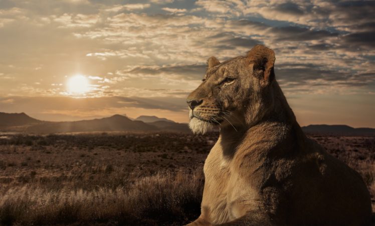 lion, Lioness, Savannah, Sunset HD Wallpaper Desktop Background
